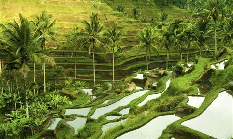 Ubud Rice Fields Indonesia Bali Vacation Ubud Popular Travel
