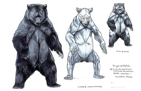 grizzly bear drawing reference  sketches  artists