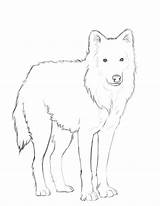 Wolf Arctic Wilk Ausmalbilder Kolorowanki Rysunek Ausdrucken Wydruku Ausmalbild Kostenlos Arktischer Druku Silky sketch template