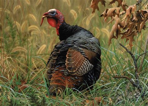 monarch of the meadow 2006 national wild turkey federation stamp by