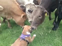 cows      real unusual animal friendships cute animals animals