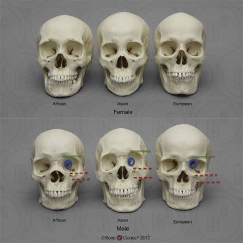 image result  skulls  people  high cheekbones skull anatomy skull reference skull