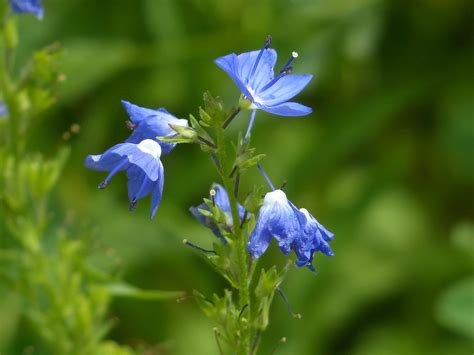kostenlose foto natur bluehen wiese kraut botanik blau flora