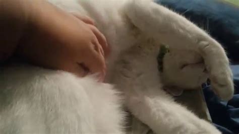 asmr kitty massage youtube