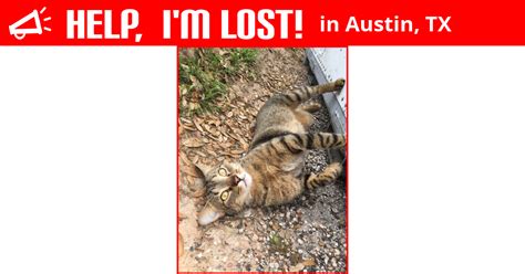 Lost Cat Austin Texas Manx