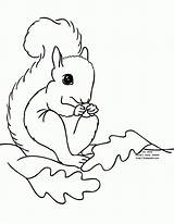 Squirrel Coloring Pages Printable Preschool Kids Color Squirrels Clipart Print Fall Cliparts Leaves Template Library Animal Clip Popular Animals Coloringhome sketch template