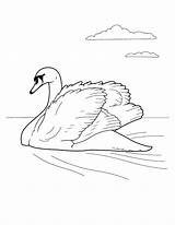 Cigno Cisne Colorkid sketch template