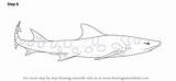 Shark Leopard Draw Drawing Step Adding Required Elements Complete sketch template