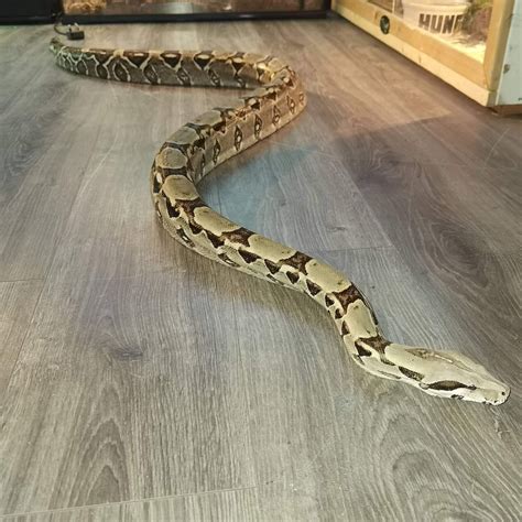 ft boa constrictor   owners lanarkshire home  weeks