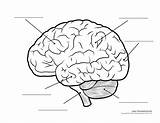 Brain Blank Diagram Printable Lobes Clipart Human Library sketch template