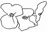 Begonia Coloring 2560 17kb sketch template