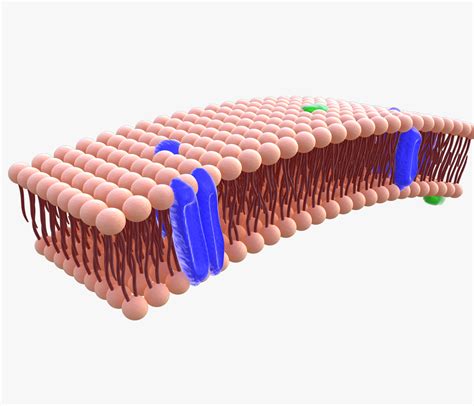 phospholipid cell membrane animation  model turbosquid