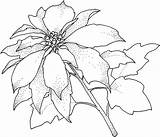 Coloring Pages Poinsettia Printable Flower Christmas Template Christamas Kids Color Drawing Para Poinsettias Print Library Colorear Clipart Sheets Online Supercoloring sketch template