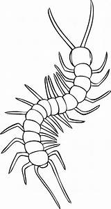 Millipede Centipede Outline Designlooter Dragoart Centipedes sketch template