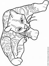 Ocelot Kittens Kolorowanki Gepardy Leopardy Lightupyourbrain sketch template