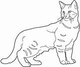 Cat Coloring Drawings Cats Pixie Bob Chat Dessin Bobcat Cliparts Une Pages Ragdoll Persian Library Clipart Fur Previous Pattern sketch template