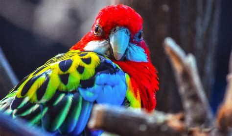 scarlet macaw parrot facts information habitat