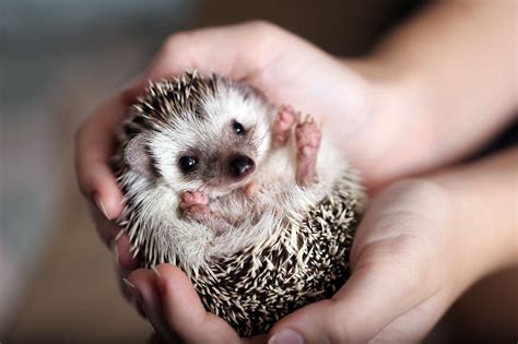 hedgehog facts  considerations south wilton vet