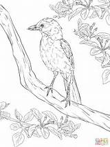 Coloring Realistic Jay Bird Scrub Pages Florida Blue Drawing Birds Paradise Printable Kids Star Getdrawings Supercoloring sketch template