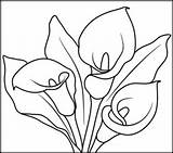 Coloring Calla Anthurium Pages Lily Flowers Lilies Kala Flower Template Cala Printables Planse Designlooter Drawings Sketch Calas Related Description 208px sketch template