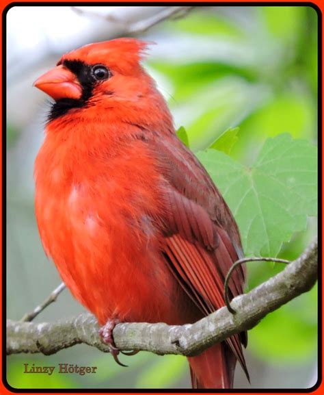 red cardinals  permanent residents   garden    lot  fun   cardinal