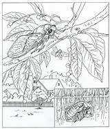 Krekel Kleurplaat Cicade Natuur Soort Rund Ums Colorat Primavara Rondom Malvorlage sketch template