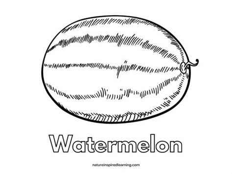 watermelon coloring pages nature inspired learning