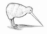 Kiwi Beak Colornimbus Getdrawings sketch template