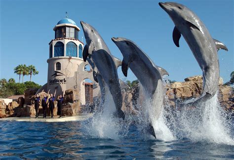 seaworld san diego rides dazzling shows  animal exhibits