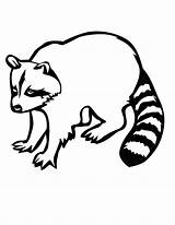 Raccoons Racoon Wasbeer Getdrawings Coloringpages101 sketch template