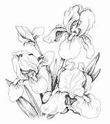 Coloring Pages Iris Drawing Flower Flowers Drawings Line Adult Adults Irises Book Pencil Books Sketches Floral Color Sheets Colorful Templates sketch template