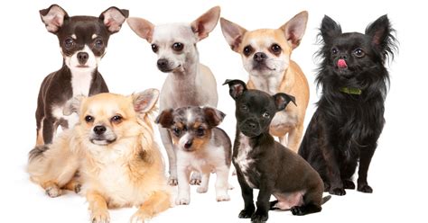 10 Things Every Chihuahua Owner Knows Metro News