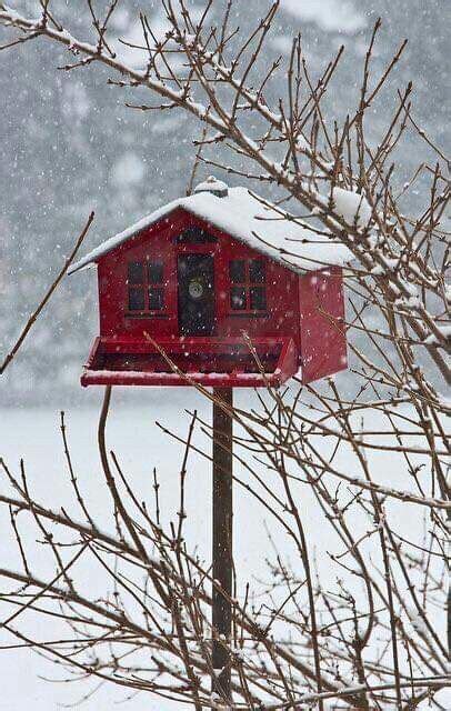 birdhouses winter snow nature photography vivaces