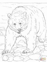 Coloring Bear Grizzly Pages Realistic Printable sketch template