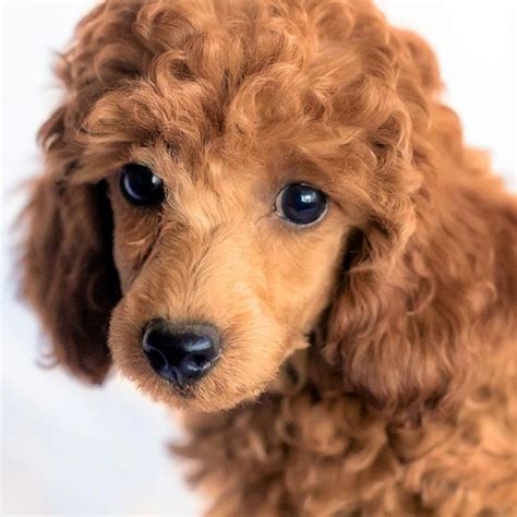 red standard poodle puppies  sale puppies blog