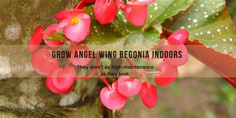 grow angel wing begonias indoors begonia angel wings growing