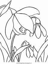 Bucaneve Malvorlage Ausmalen Blumen Colorare Malvorlagen Kategorien sketch template
