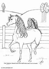 Stallion Achmed Coloring Horse Drawing Simple Edupics Large sketch template