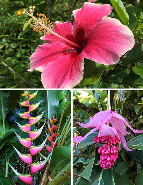 odd unknown tropical flowers hubpages