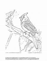 Cardinal Coloring Printable Pages Cardinals Northern Drawing Bird Red Arizona Sparrow Getdrawings Print Line Getcolorings Kids Colorings Customize Examples Color sketch template