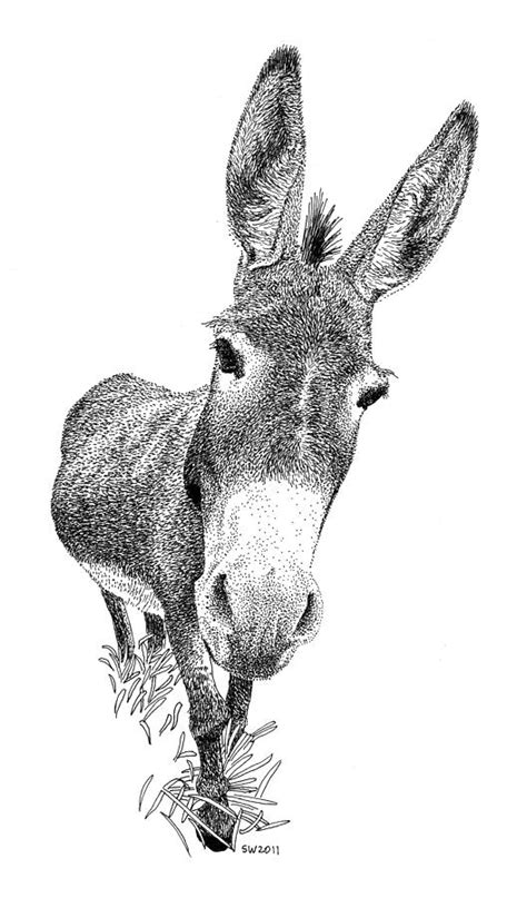 donkey drawing  scott woyak pixels