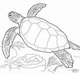 Turtle Outline Drawing Sea Coloring Colouring Getdrawings sketch template