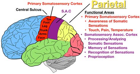 Lobes Of The Brain Cerebral Cortex Anatomy Function Labeled Diagram