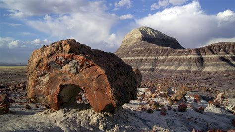 petrified forest buildings named national treasure