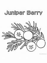 Juniper Fruit sketch template