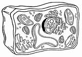 Bacterial Cells sketch template