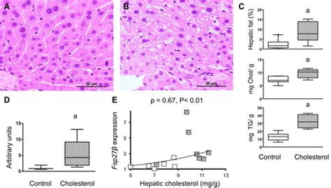 Pgc1a Is Responsible For The Sex Differences In Hepatic Cidec Fsp27β