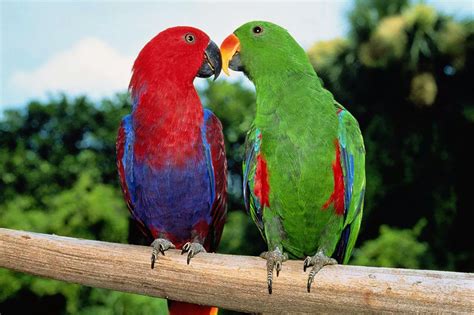 en renkli  papagan tuerue hakkinda bilgiler