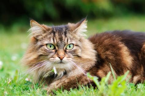 cute long haired cat breeds cats  long hair