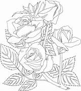 Coloring Rose Pages Adult sketch template